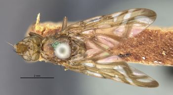 Media type: image;   Entomology 13288 Aspect: habitus dorsal view